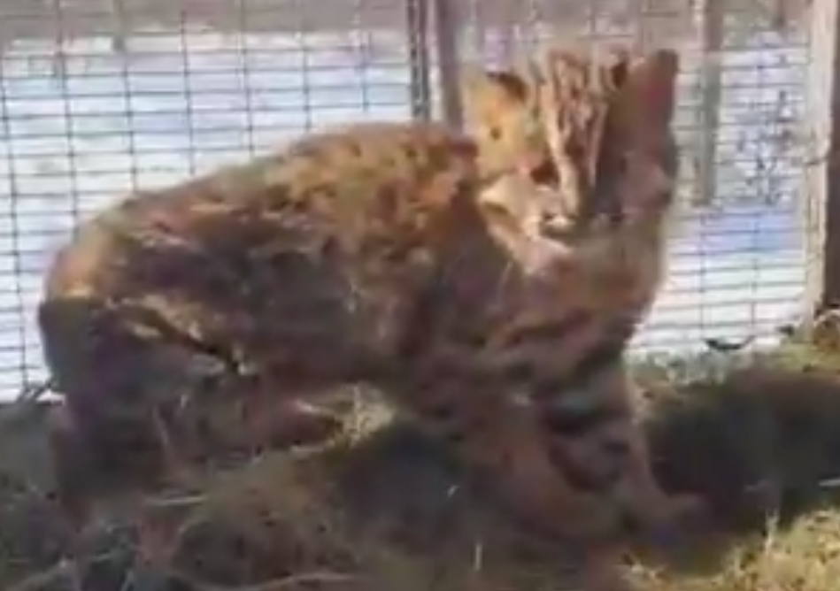 лесной кот